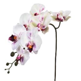 3D Printing Fake Phalaenopsis Orchid 7 Heads